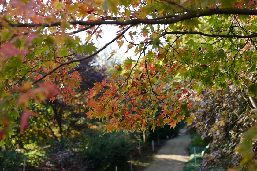 Acer palmatum 'Heptalobum'