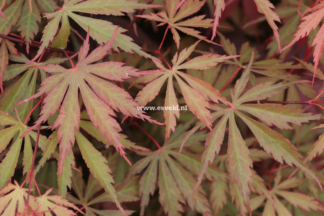 Acer palmatum 'Hida-hanabi'