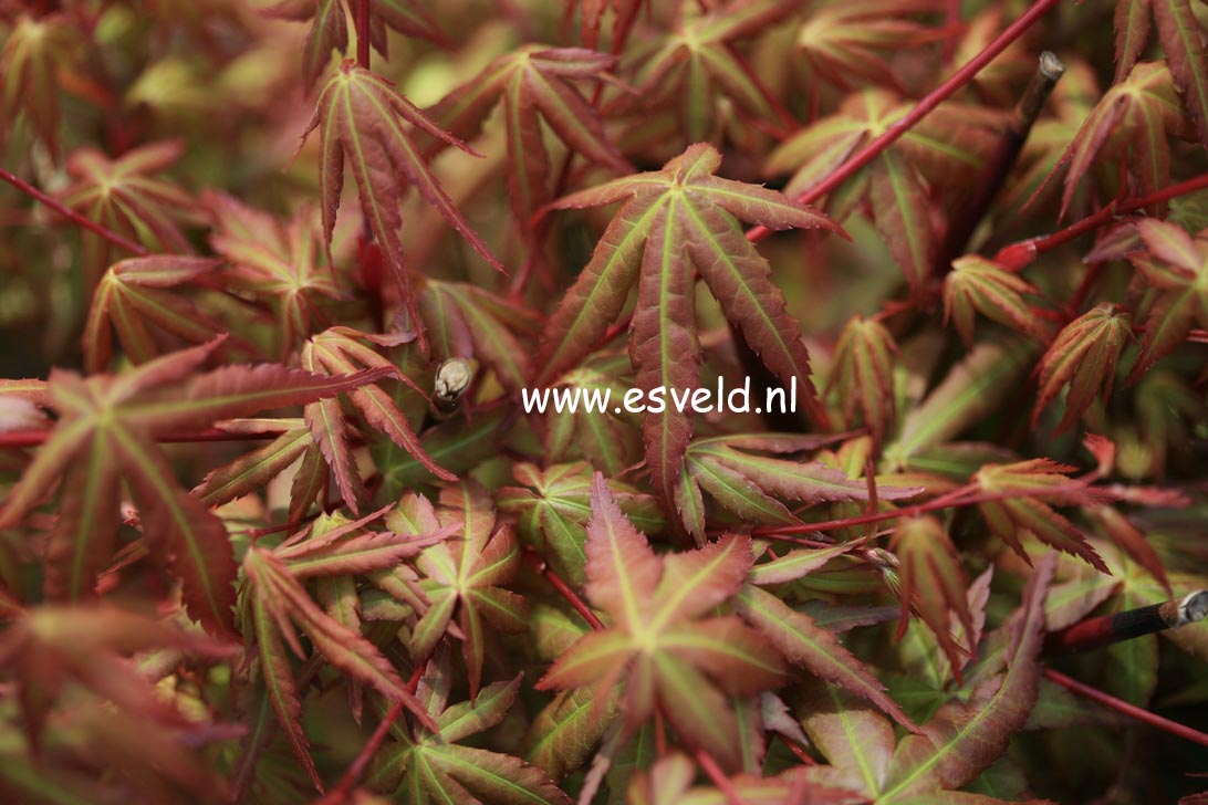 Acer palmatum 'Hime-chidori'