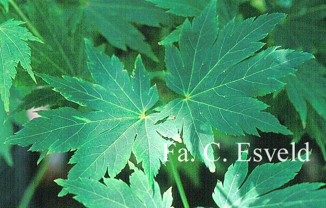 Acer palmatum 'Hime-ha-uchiwa'