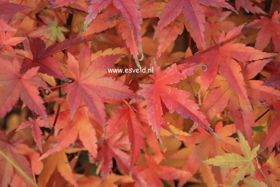 Acer palmatum 'Hino-tori-nishiki'