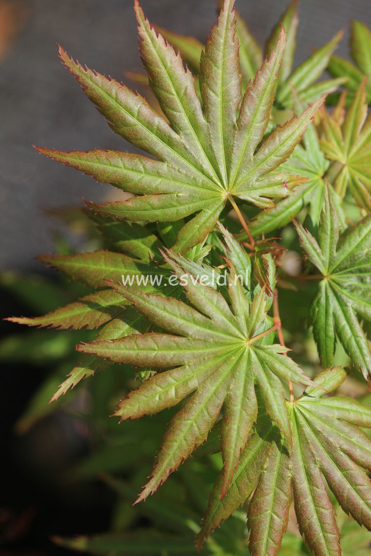 Acer palmatum 'Hitode'