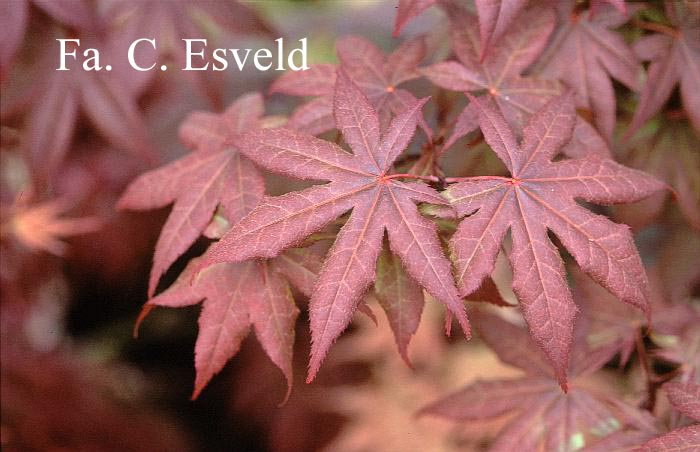 Acer palmatum 'Hiyugha-yama'