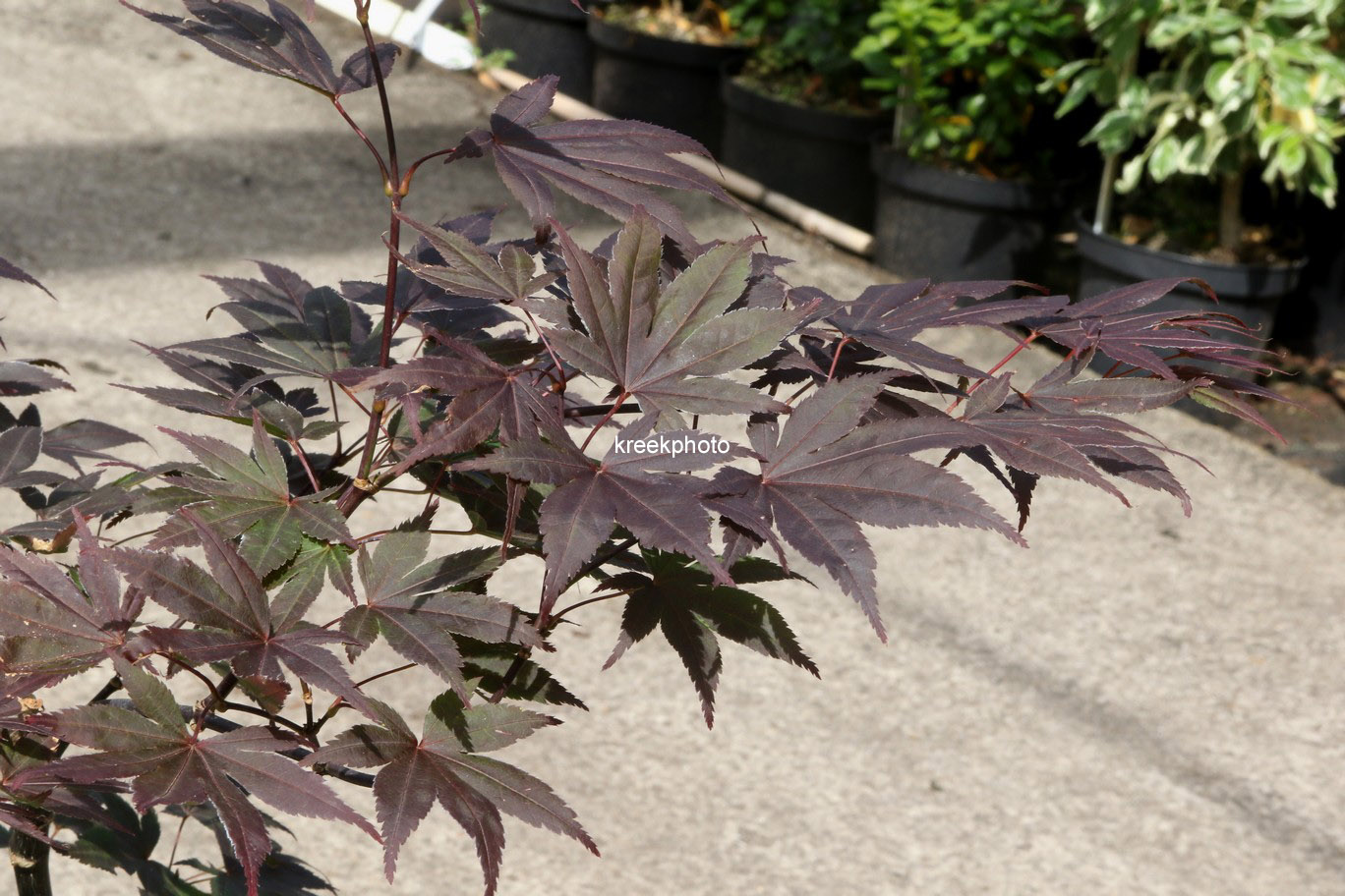 Acer palmatum 'Hook's Red'