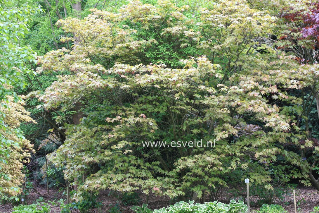 Acer palmatum 'Ide-no-sato'