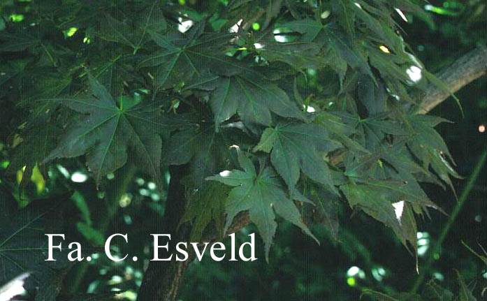 Acer palmatum 'Iijima sunago'