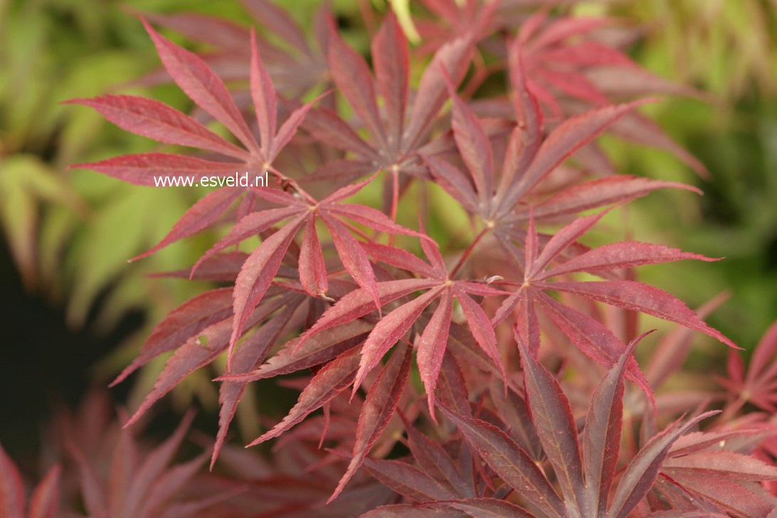 Acer palmatum 'Ikoma'