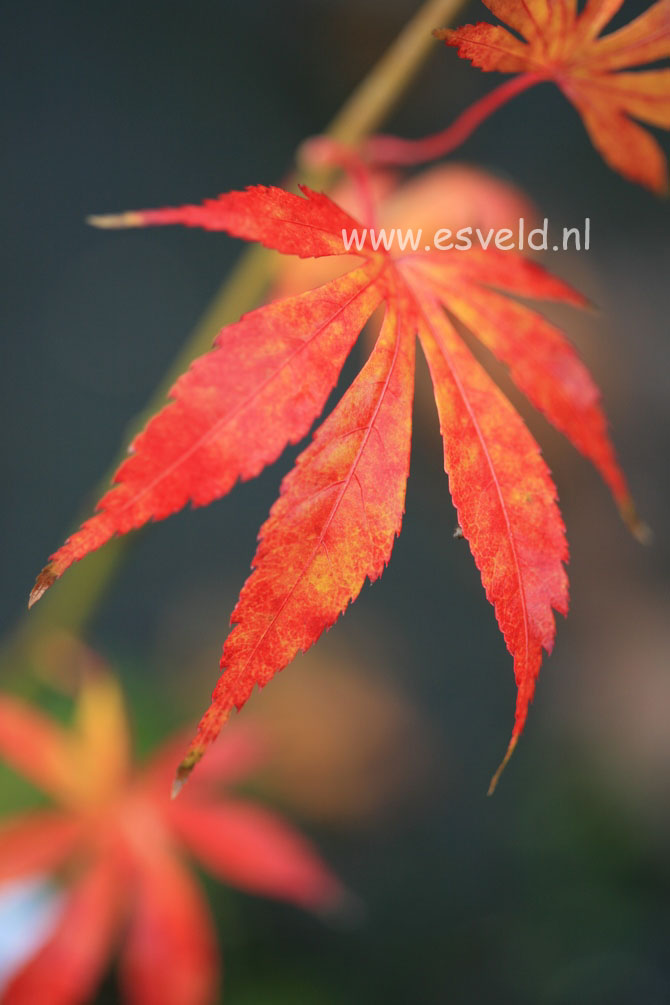 Acer palmatum 'Immoyama'