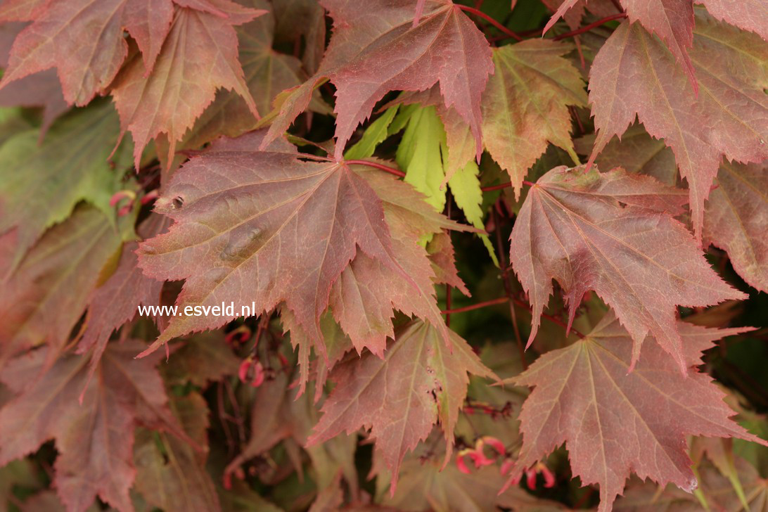 Acer palmatum 'In The Pink'
