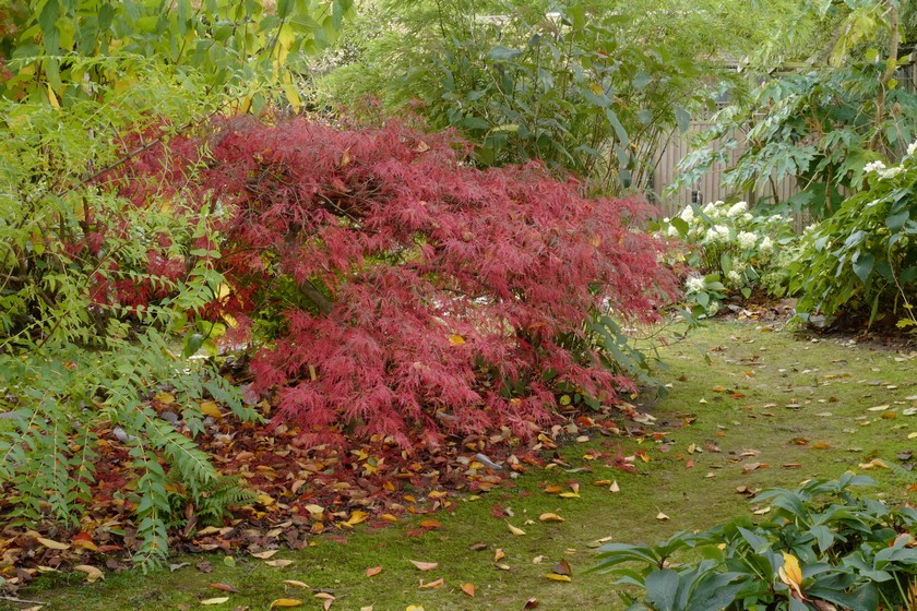 Acer palmatum 'Inaba-shidare'