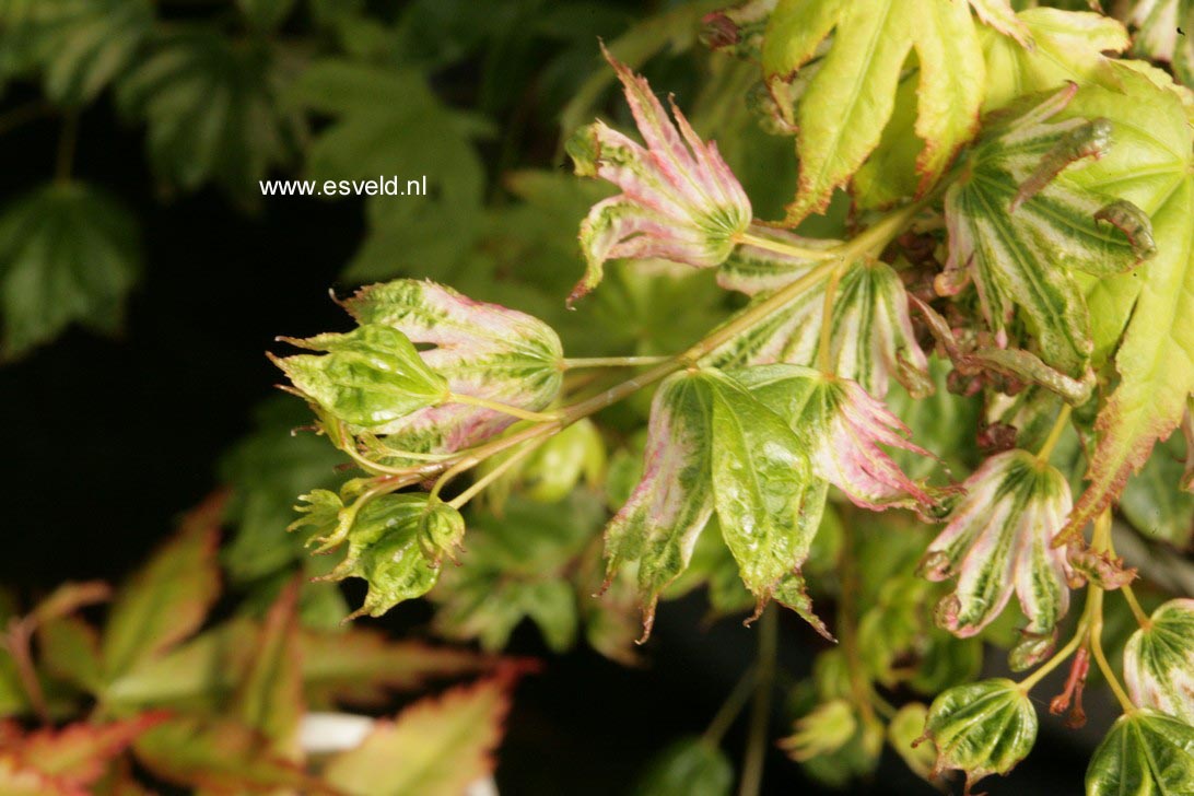 Acer palmatum 'Iro-iro'