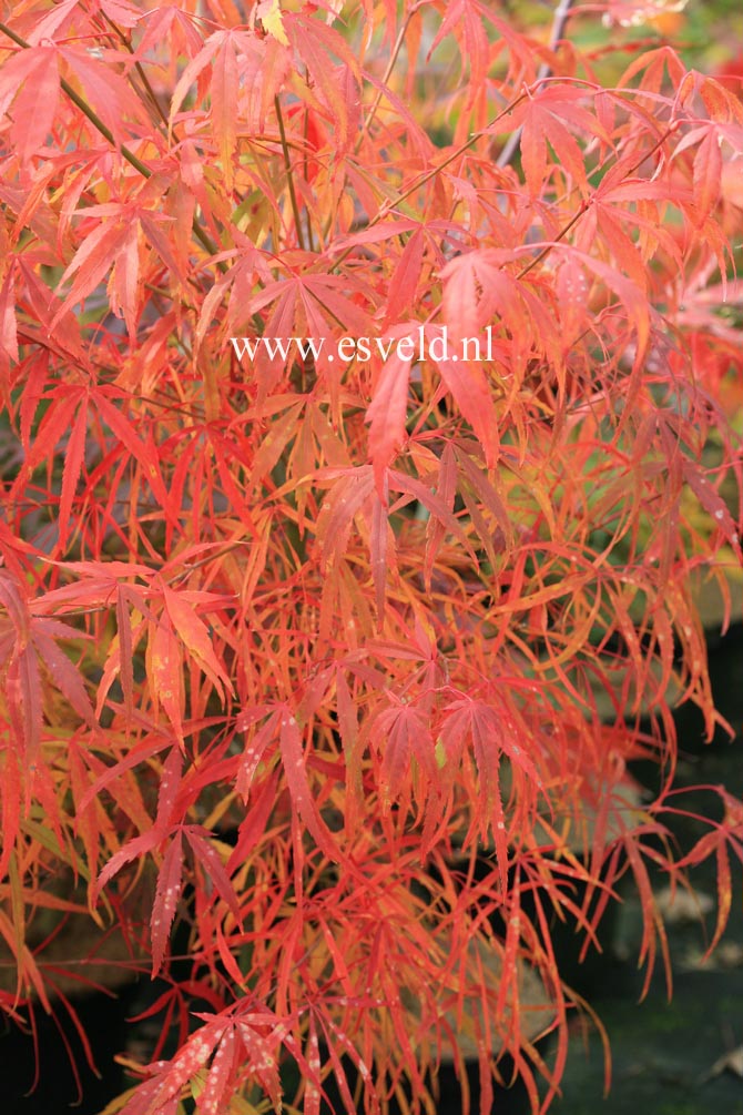 Acer palmatum 'Iso-shibuki'