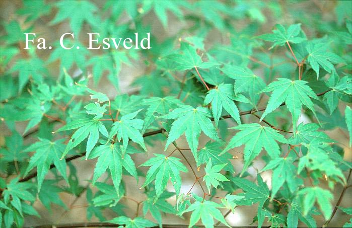 Acer palmatum 'Jane'