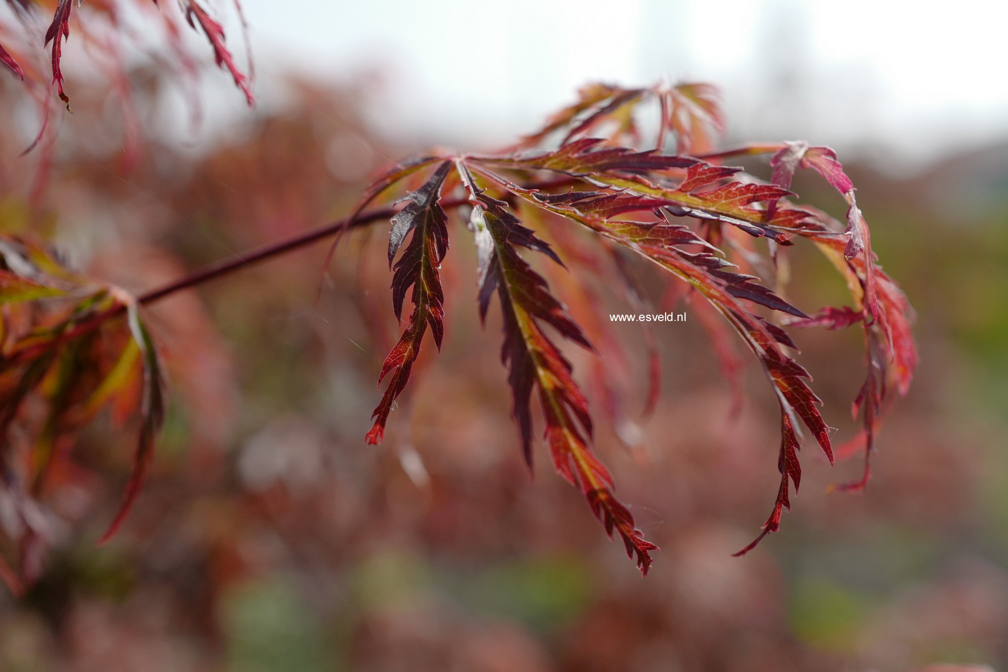 Acer palmatum 'Jeddeloh Orange'