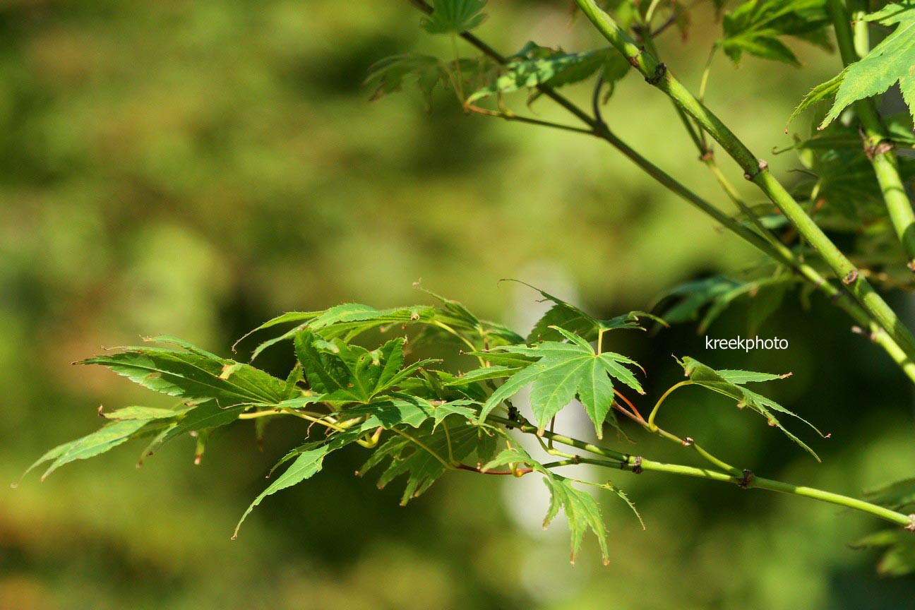 Acer palmatum 'Jeff's Green Seedling'