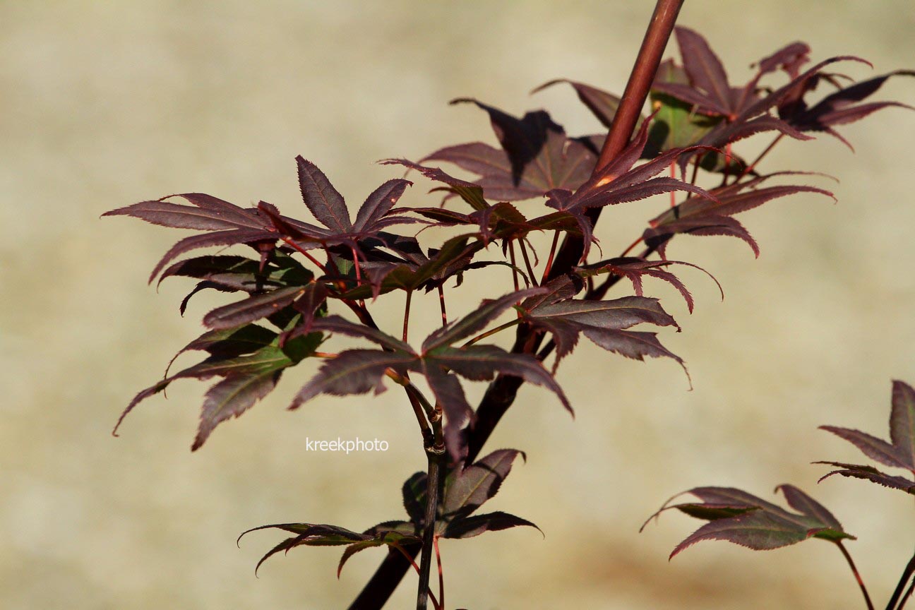Acer palmatum 'Jim Baggart'