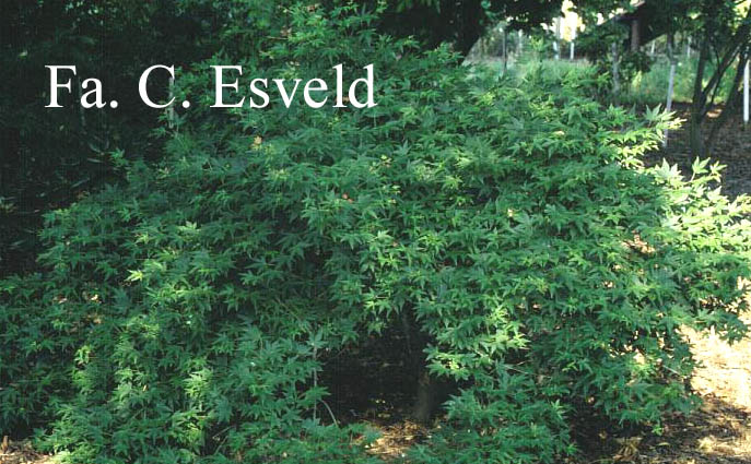 Acer palmatum 'Jiroh-shidare'