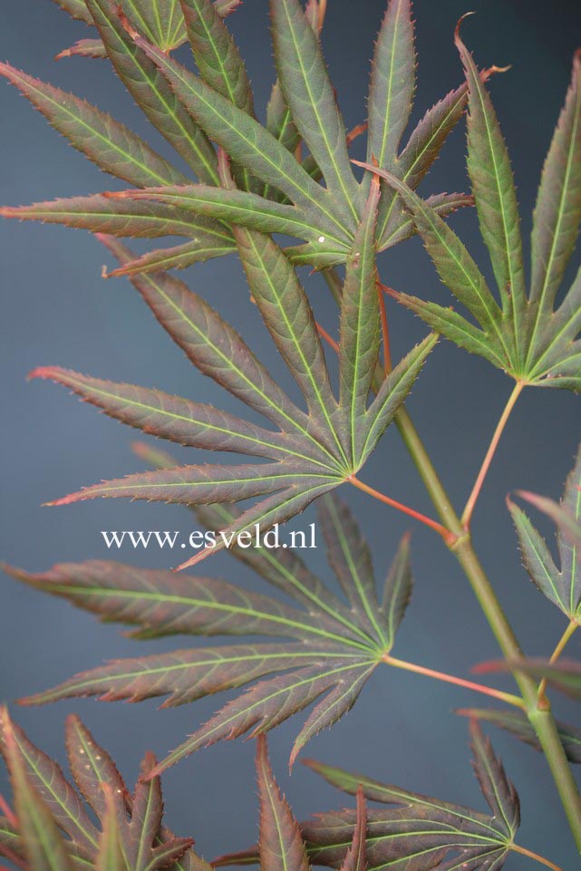 Acer palmatum 'Johin'