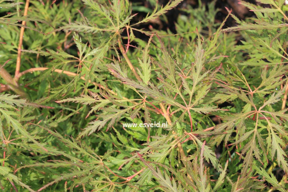 Acer palmatum 'Kaga-sudare'