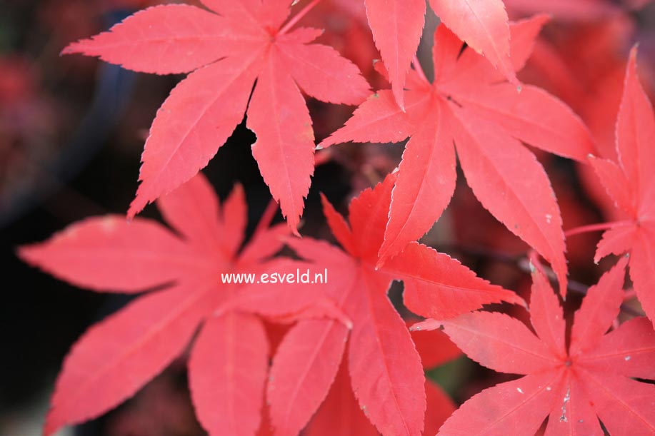 Acer palmatum 'Kansai tsukuba ne'