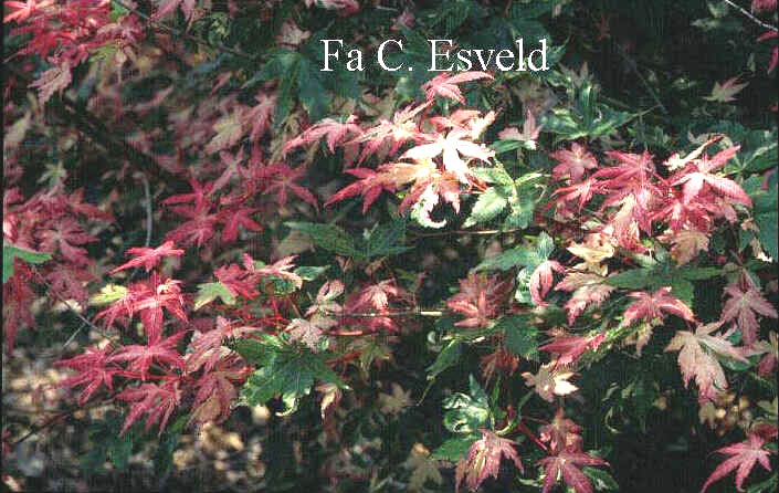 Acer palmatum 'Karasu-gawa'