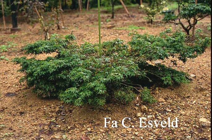 Acer palmatum 'Kashima-yatsubusa'