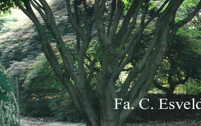 Acer palmatum 'Kashima'