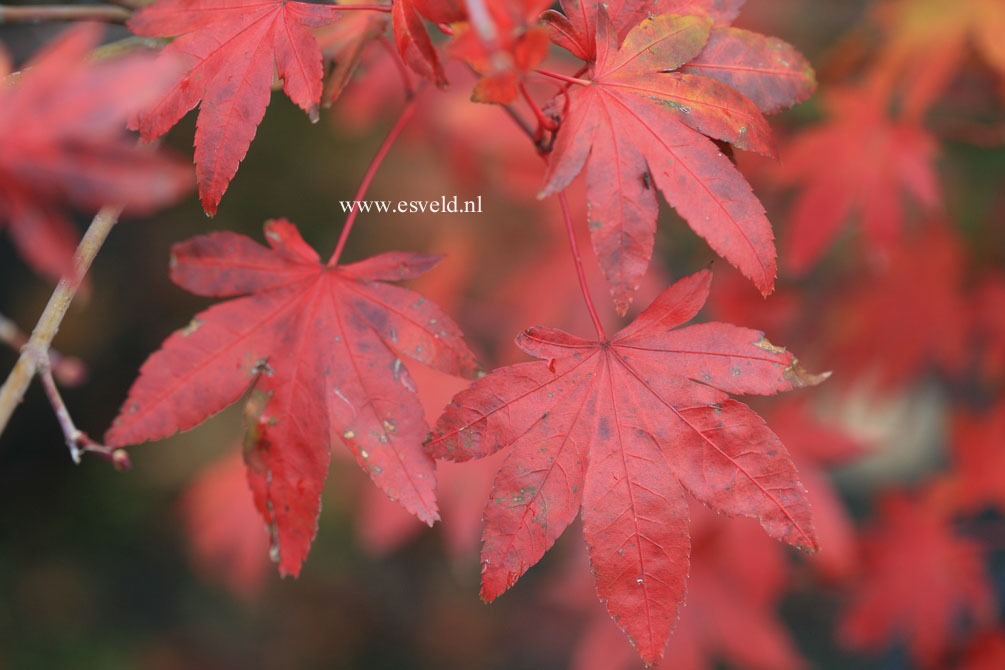 Acer palmatum 'Katja'