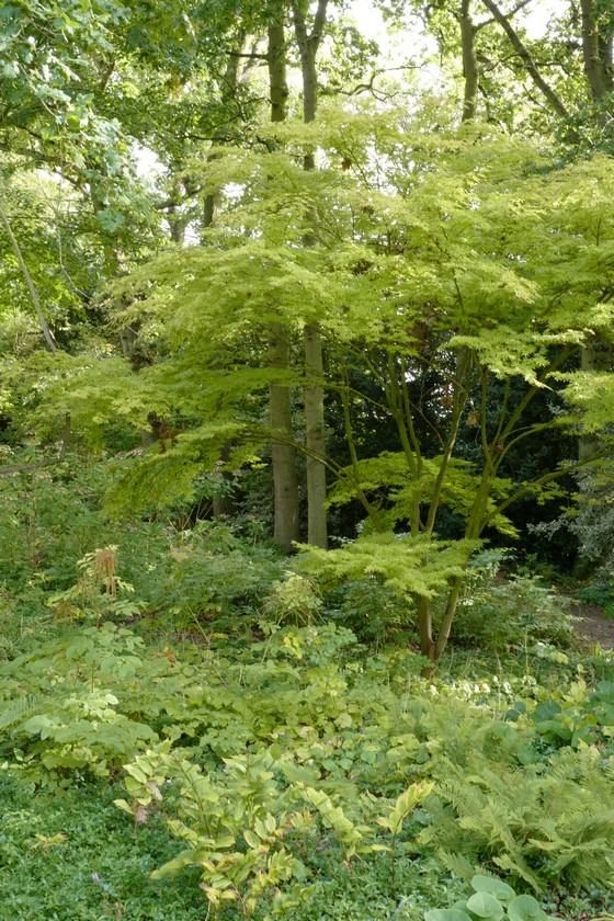 Acer palmatum 'Katsura'