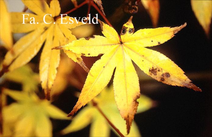 Acer palmatum 'Kibune'