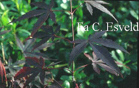 Acer palmatum 'Koba-shohjoh'