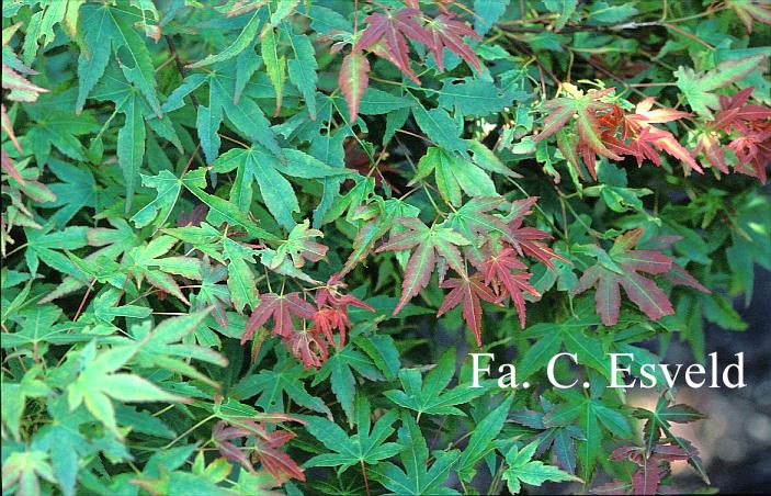 Acer palmatum 'Kogane-saka-e'
