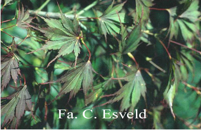 Acer palmatum 'Koko'