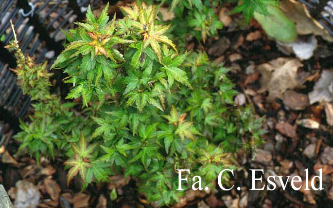 Acer palmatum 'Koto-hime'