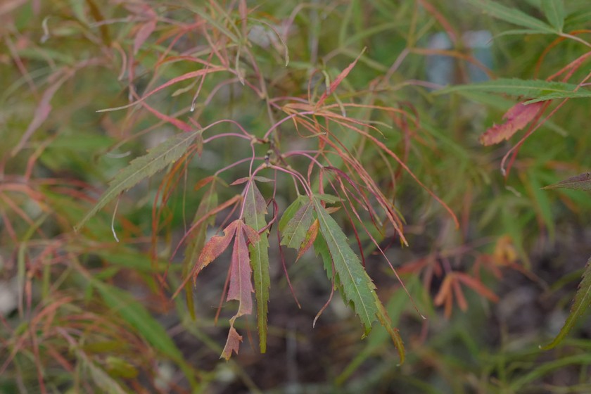 Acer palmatum 'Koto-no-ito'