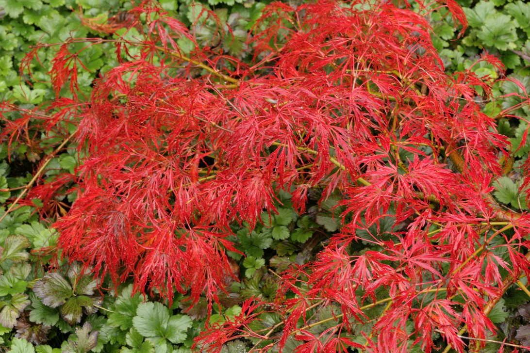 Acer palmatum 'Koyo-ao-shidare'