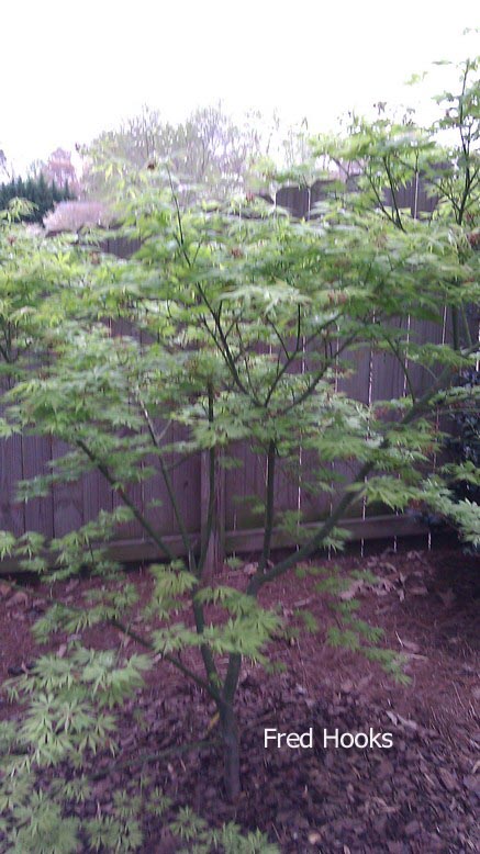 Acer palmatum 'Koyuki'