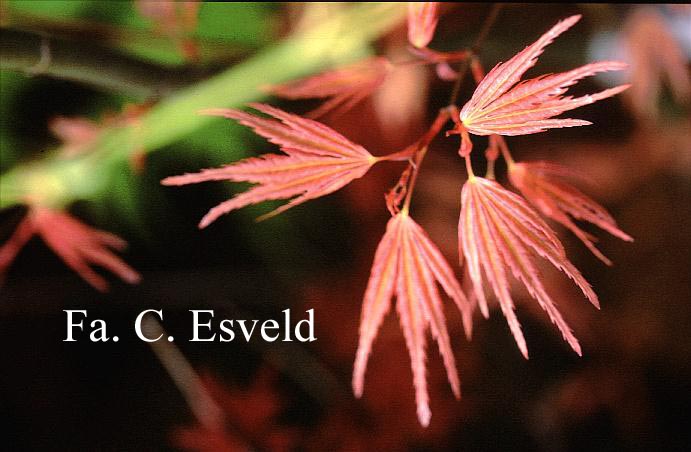 Acer palmatum 'Kurenai'