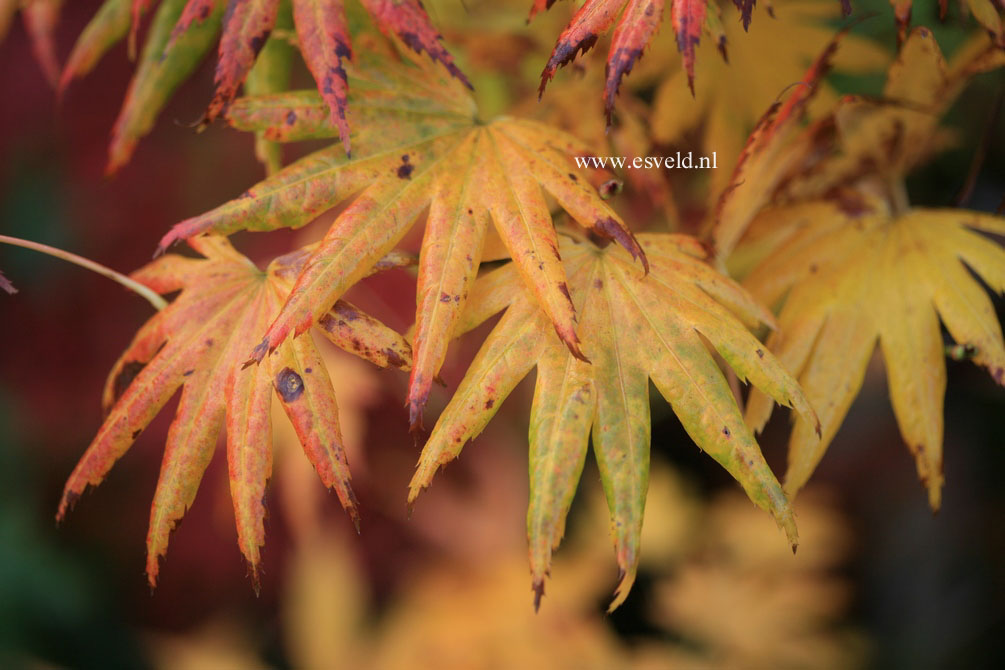 Acer palmatum 'Little Green Star'