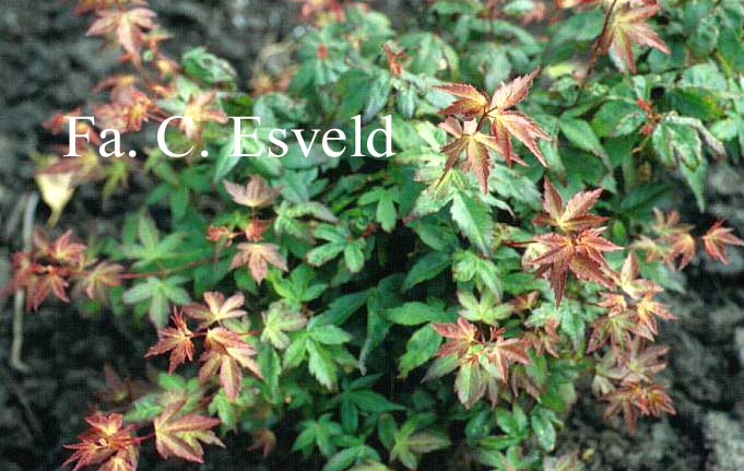 Acer palmatum 'Little Princess'