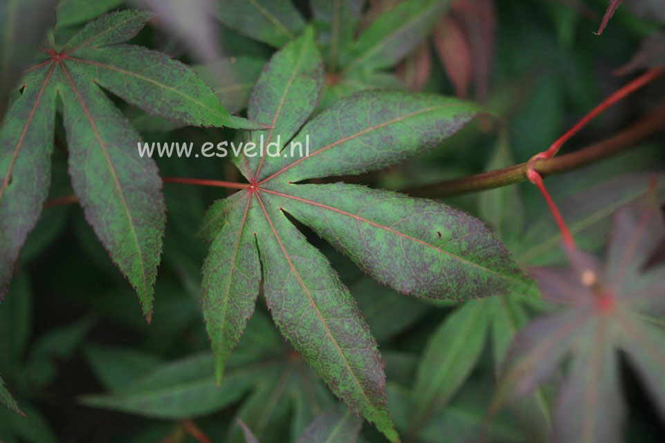 Acer palmatum 'Long Men'