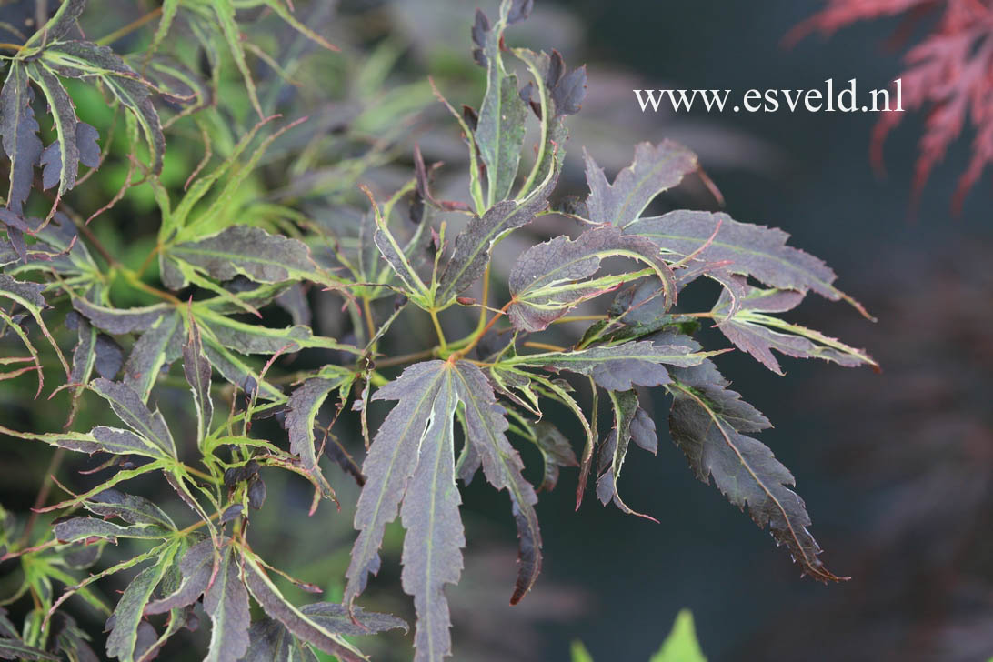 Acer palmatum 'Manyoh-no-sato'
