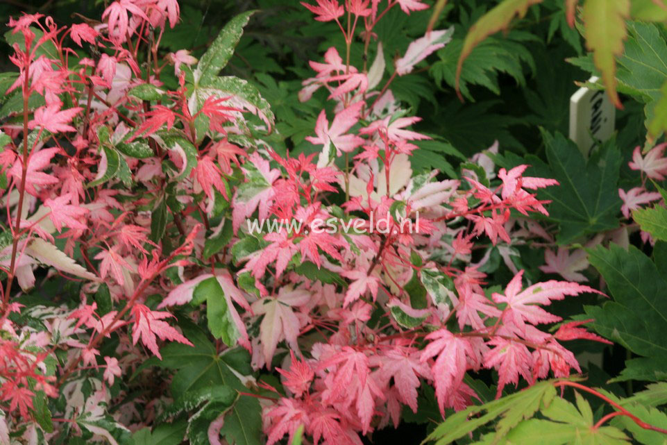 Acer palmatum 'Mardi Gras'