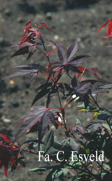 Acer palmatum 'Marjan'