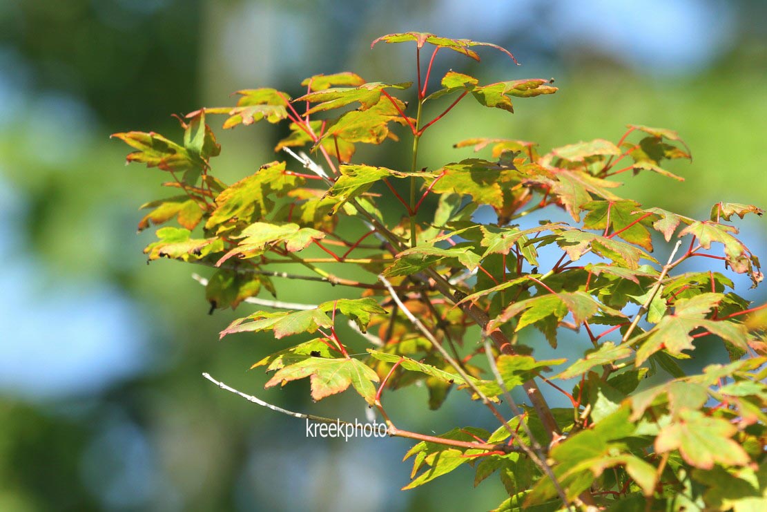 Acer palmatum 'Masa-yoshi'