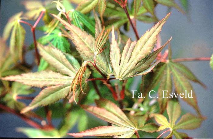 Acer palmatum 'Matsuo'