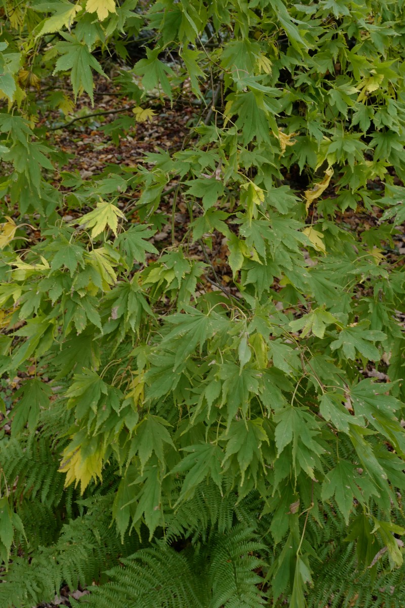 Acer palmatum 'Matsuyoi'