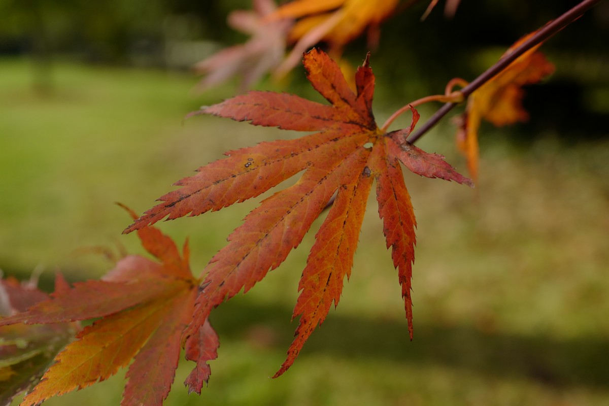 Acer palmatum 'Mirte'