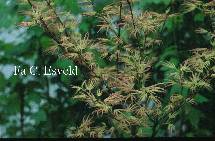 Acer palmatum 'Mizuho-beni'