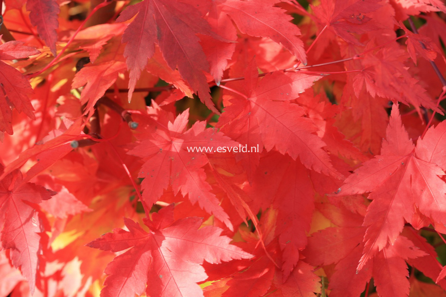 Acer palmatum 'Momenshide'